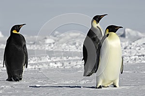 Three curious penguins