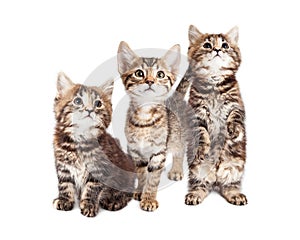 Three Curious Tabby Kittens Together on White