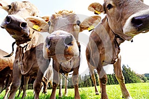 Three curious young dairy cows