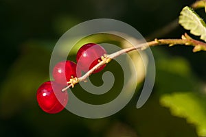 Three currants on a branche.