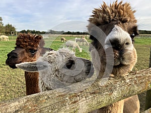 Three cute alpacas, close up portrait