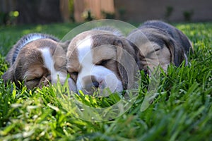 Three cute beagle puppies sleeping on the lawn