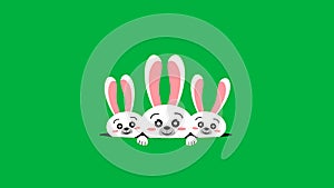 three cute and beautiful bunny looking from hole on green screen