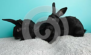 Three cute black baby bunny rabbits lying together