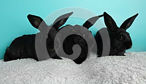 Three cute black bunny rabbits lying together together