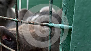 Three cute black pigs sitting behind the metal fence of the cage and begging for food, funny snouts noses close up