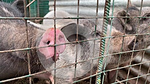 Three cute black pigs sitting behind the metal fence of the cage and begging for food, funny snouts noses close up