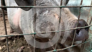 Three cute black pigs sitting behind the metal fence of the cage and begging for food, funny snouts noses close up