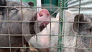 Three cute black pigs sitting behind the metal fence of the cage and begging for food, funny snouts noses close up