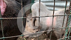Three cute black pigs sitting behind the metal fence of the cage and begging for food, funny snouts noses close up