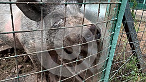 Three cute black pigs sitting behind the metal fence of the cage and begging for food, funny snouts noses close up