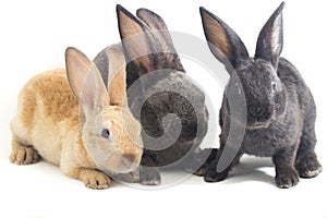 Three Cute Black, red brown and gray rex rabbits isolated on white