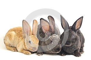 Three Cute Black, red brown and gray rex rabbits isolated on white
