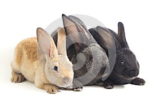 Three Cute Black, red brown and gray rex rabbits isolated on white