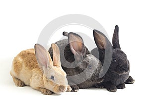 Three Cute Black, red brown and gray rex rabbits isolated on white