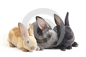 Three Cute Black, red brown and gray rex rabbits isolated on white