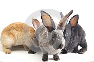 Three Cute Black, red brown and gray rex rabbits isolated on white