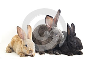 Three Cute Black, red brown and gray rex rabbits isolated on white