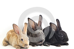 Three Cute Black, red brown and gray rex rabbits isolated on white