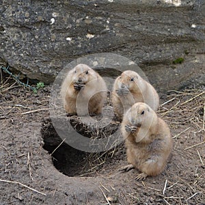 Three cute Black-Tailed Prairie Dogs cynomys ludovicianus around their burrow