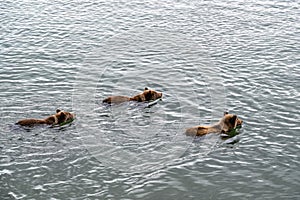 Three cute brown bear cubs with natal collars swimming in the Brooks River, Katmai National Park, Alaska