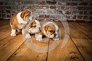 Three Cute brown wrinkled bulldog puppies in the studio, sitting and facing right