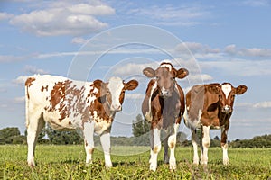 Three cute calves standing upright lovingly together