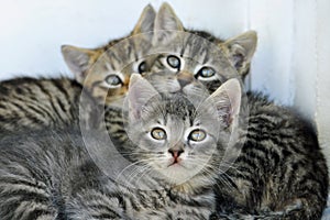 Three cute cats looking at the camera