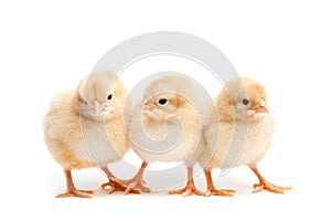 Three cute chicks isolated on white photo