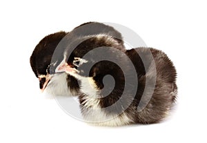 Three cute chicks isolated on white.