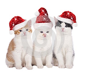 Three cute christmas cats with hats