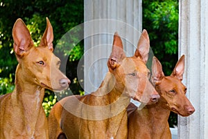 Cute Cirneco dell Etna dogs outdoors photo