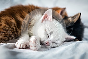 Three colored sleeping kittens