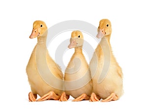Three cute curious ducklings are sitting on a white background with their paws folded funny