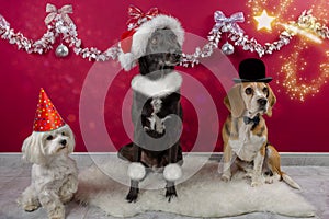 Three cute dogs with hats and in Christmas decorations