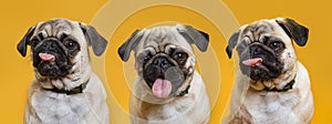 Three cute dogs with pink tongues on a yellow background