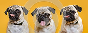 Three cute dogs with pink tongues on a yellow background
