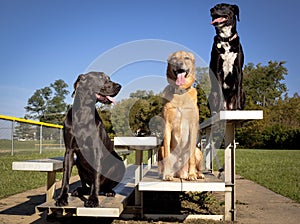 Three cute dogs sitting side by side on a bleacher