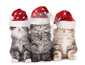 Three cute domestic cats with Santa hat