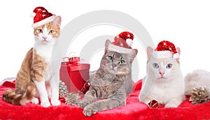 Three cute domestic cats with Santa hat