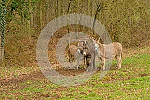Three cute donkeys in a meadow with forest behind- Equus africanus asinus