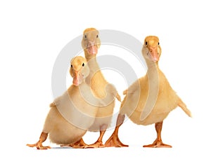 Three cute ducklings in funny poses on a white background. Little ducklings isolated