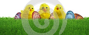 Three cute Easter decoration chicks and colorful eggs in green spring grass lawn isolated