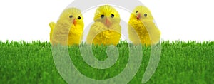 Three cute Easter decoration chicks in green spring grass lawn isolated