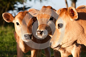Three cute farm cow calves standing