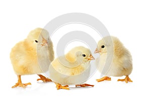 Three cute fluffy chickens on white