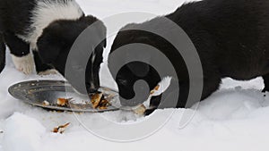 Three cute funny little black and white puppies eat on snow in winter. Hungry puppies eat fish heads