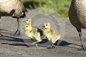 Three cute goslings walking along
