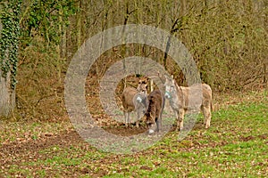 Three donkeys in ameadow - Equus africanus asinus