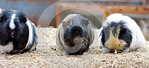 Three cute guinea pigs